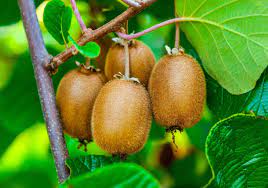 Actinidia Polygama Plant Seeds for Planting - Growing Unique Hardy Kiwi Varieties